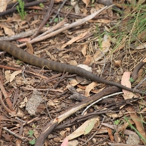 Notechis scutatus at Mount Clear, ACT - 27 Oct 2024