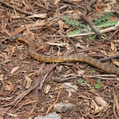 Notechis scutatus at Mount Clear, ACT - 27 Oct 2024