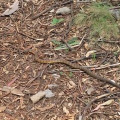 Notechis scutatus at Mount Clear, ACT - 27 Oct 2024