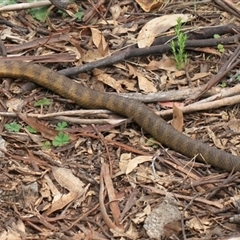 Notechis scutatus at Mount Clear, ACT - 27 Oct 2024