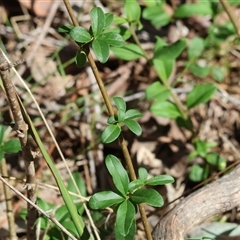 Unverified Pea at Chiltern, VIC - 26 Oct 2024 by KylieWaldon