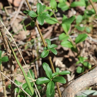 Unverified Pea at Chiltern, VIC - 26 Oct 2024 by KylieWaldon