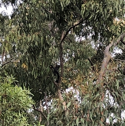 Zanda funerea (Yellow-tailed Black-Cockatoo) at Kungala, NSW - 27 Oct 2024 by donnanchris