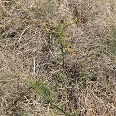 Discaria pubescens (Australian Anchor Plant) at Mount Clear, ACT - 27 Oct 2024 by VanceLawrence