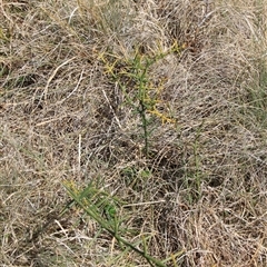 Discaria pubescens (Australian Anchor Plant) at Mount Clear, ACT - 26 Oct 2024 by VanceLawrence