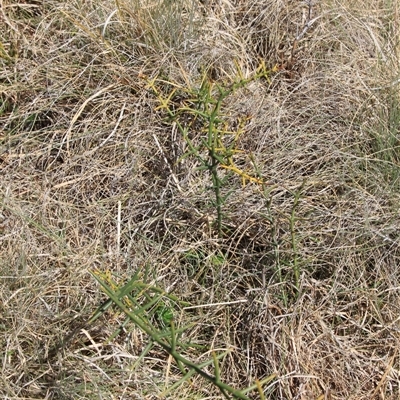 Discaria pubescens (Australian Anchor Plant) at Mount Clear, ACT - 27 Oct 2024 by VanceLawrence