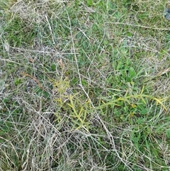 Discaria pubescens (Australian Anchor Plant) at Mount Clear, ACT - 27 Oct 2024 by VanceLawrence