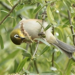 Zosterops lateralis (Silvereye) at Cooma, NSW - 27 Oct 2024 by mahargiani