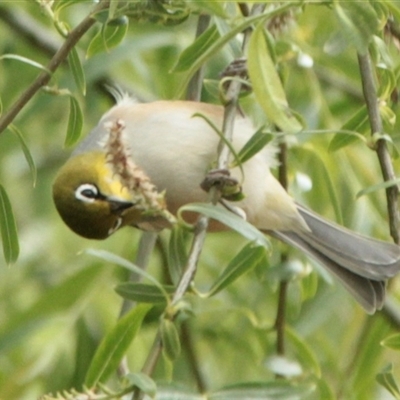 Zosterops lateralis (Silvereye) at Cooma, NSW - 27 Oct 2024 by mahargiani