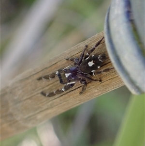 Sandalodes scopifer at Murrumbateman, NSW - 27 Oct 2024 02:49 PM