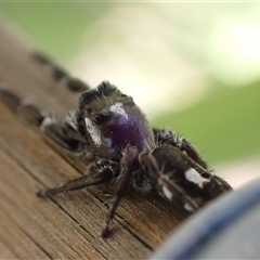 Sandalodes scopifer at Murrumbateman, NSW - 27 Oct 2024 02:49 PM