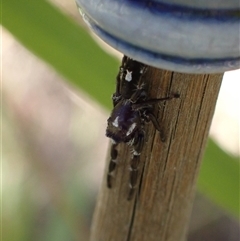 Sandalodes scopifer at Murrumbateman, NSW - 27 Oct 2024