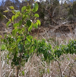 Pyrus communis at Cooma, NSW - 27 Oct 2024 02:37 PM