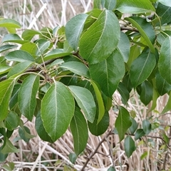 Pyrus communis at Cooma, NSW - 27 Oct 2024 02:37 PM