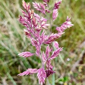 Holcus lanatus at Denman Prospect, ACT - 27 Oct 2024