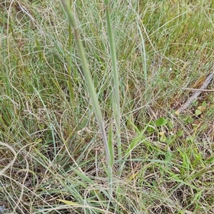 Holcus lanatus at Denman Prospect, ACT - 27 Oct 2024