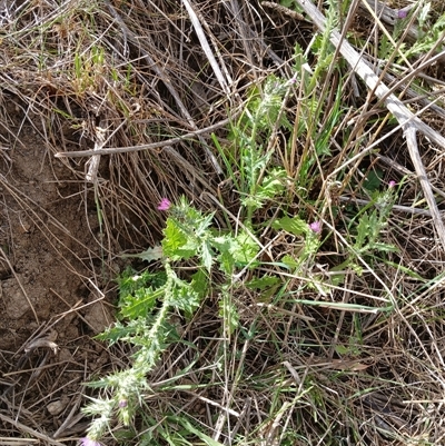 Carduus pycnocephalus (Slender Thistle) at Cooma, NSW - 27 Oct 2024 by mahargiani