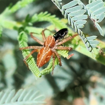 Oxyopes sp. (genus) at Chiltern, VIC - 25 Oct 2024 by KylieWaldon