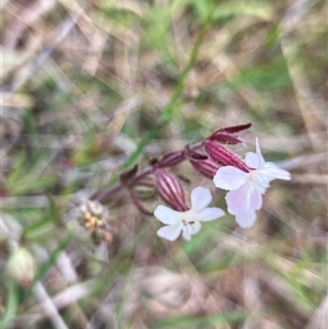 Silene gallica at Fraser, ACT - 23 Oct 2024 10:07 AM