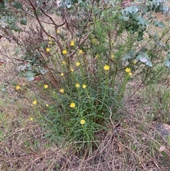 Xerochrysum viscosum (Sticky Everlasting) at Spence, ACT - 22 Oct 2024 by Rosie