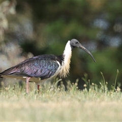 Threskiornis spinicollis (Straw-necked Ibis) at Hawker, ACT - 27 Oct 2024 by AlisonMilton