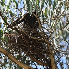 Strepera graculina (Pied Currawong) at Hawker, ACT - 27 Oct 2024 by AlisonMilton