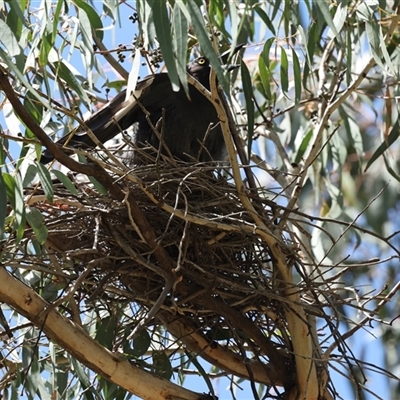 Strepera graculina (Pied Currawong) at Hawker, ACT - 27 Oct 2024 by AlisonMilton