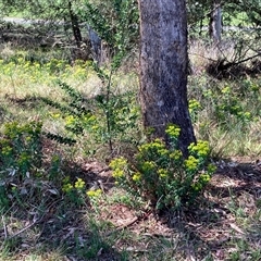 Euphorbia oblongata (Egg-leaf Spurge) at Melba, ACT - 21 Oct 2024 by Rosie