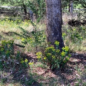 Euphorbia oblongata at Melba, ACT - 21 Oct 2024