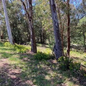 Euphorbia oblongata at Melba, ACT - 21 Oct 2024