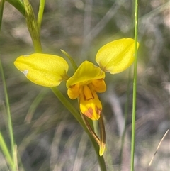 Diuris sulphurea (Tiger Orchid) at Nanima, NSW - 26 Oct 2024 by JaneR