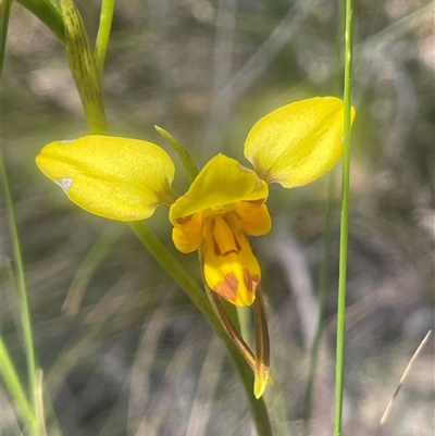 Diuris sulphurea (Tiger Orchid) at Nanima, NSW - 26 Oct 2024 by JaneR