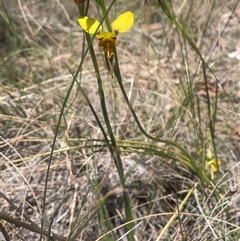 Diuris sulphurea at Nanima, NSW - suppressed