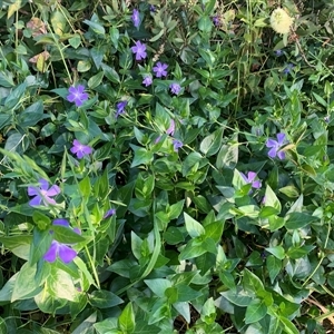 Vinca major at Narrabundah, ACT - 27 Oct 2024 05:31 PM