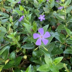 Vinca major at Narrabundah, ACT - 27 Oct 2024 05:31 PM