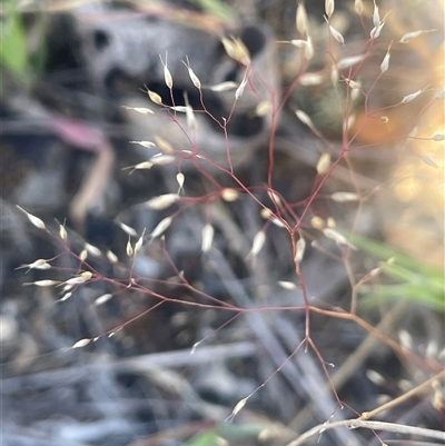 Aira sp. (A Hair Grass) at Nanima, NSW - 26 Oct 2024 by JaneR