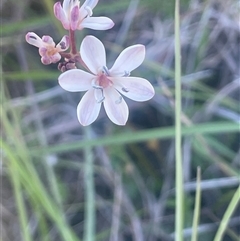 Burchardia umbellata (Milkmaids) at Nanima, NSW - 26 Oct 2024 by JaneR