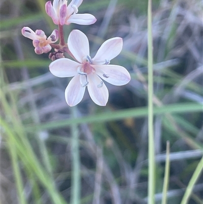 Burchardia umbellata (Milkmaids) at Nanima, NSW - 26 Oct 2024 by JaneR