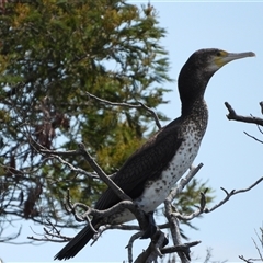 Phalacrocorax varius (Pied Cormorant) at Dunlop, ACT - 27 Oct 2024 by LinePerrins