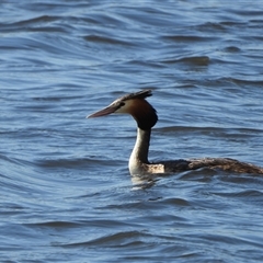 Podiceps cristatus (Great Crested Grebe) at Dunlop, ACT - 27 Oct 2024 by LineMarie