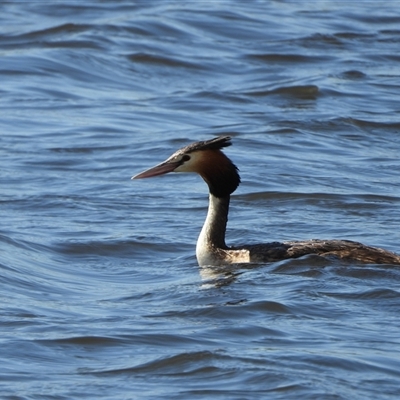 Podiceps cristatus (Great Crested Grebe) at Dunlop, ACT - 27 Oct 2024 by LineMarie