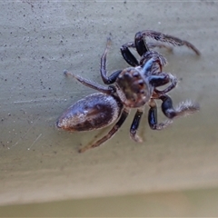 Opisthoncus sp. (genus) (Unidentified Opisthoncus jumping spider) at Murrumbateman, NSW - 27 Oct 2024 by SimoneC