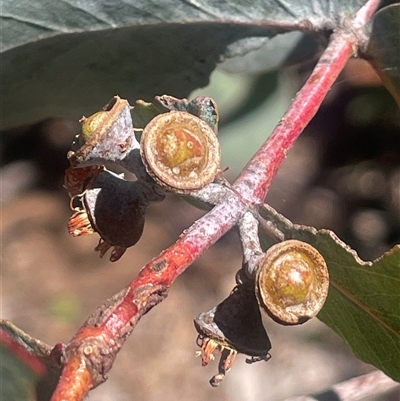 Eucalyptus cinerea (Argyle Apple) at Nanima, NSW - 26 Oct 2024 by JaneR