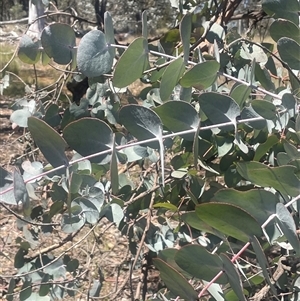 Eucalyptus cinerea at Nanima, NSW - 26 Oct 2024 12:08 PM