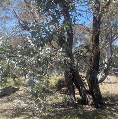 Eucalyptus cinerea at Nanima, NSW - 26 Oct 2024 12:08 PM