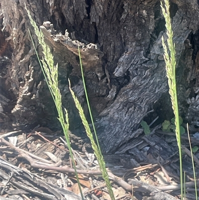 Poa (genus) (A Snow Grass) at Nanima, NSW - 26 Oct 2024 by JaneR