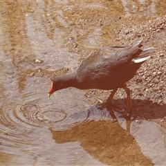 Gallinula tenebrosa at Latham, ACT - 24 Oct 2024