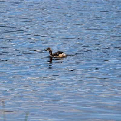 Tachybaptus novaehollandiae (Australasian Grebe) at Amaroo, ACT - 24 Oct 2024 by Chimemera