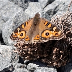 Junonia villida (Meadow Argus) at Latham, ACT - 24 Oct 2024 by AlisonMilton