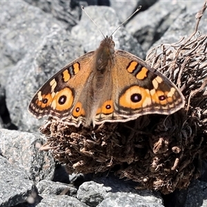 Junonia villida at Latham, ACT - 24 Oct 2024